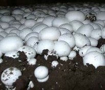 تصویر دانلود طرح توجیهی پرورش قارچ خوراکی به ظرفیت 100 تن در سال 