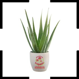 تصویر گیاه آلوورا طبیعی گوشتی Aloe Vera