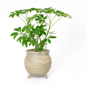 تصویر شفلرا کد P108 