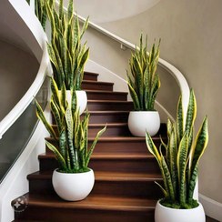 تصویر گل مصنوعی سانسوریا 