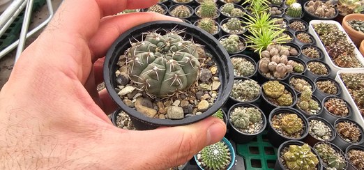 تصویر کاکتوس ژمینو کالیسیوم Gymnocalycium