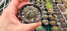 تصویر کاکتوس ژمینو کالیسیوم Gymnocalycium