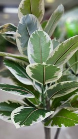 تصویر درختچه فیکوس ابلق مصنوعی 