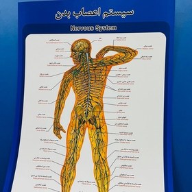 تصویر پوستر سیستم اعصاب بدن مقوای ایندلبرد 