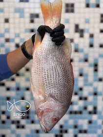 تصویر سرخو محلی 