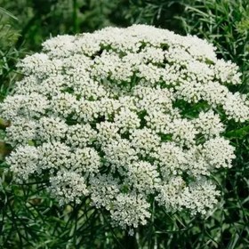 تصویر بذر زنیان 1 گرمی 