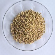 تصویر تخم گشنیز - یک کیلویی 