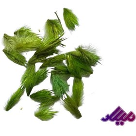 تصویر گل خشک قاصدک سبز G106 