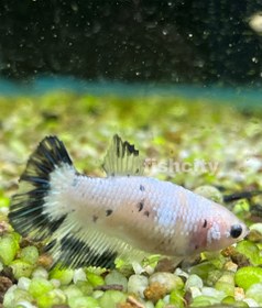 تصویر فایتر ماده 