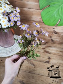 تصویر بوته بابونه 