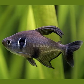 تصویر تترا بلک فانتوم 