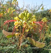 تصویر نهال ابریشم مصری 