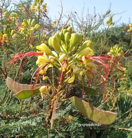 تصویر نهال ابریشم مصری 