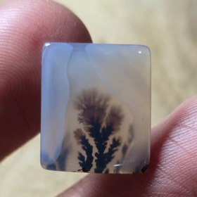 تصویر شجر تک درخت قائن زیبا خاص 