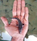 تصویر بچه ماهی خاویاری ( سیبری ) 