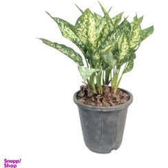 تصویر گیاه آگلونما برفی کد MM01 