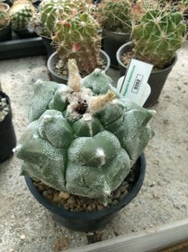 تصویر بذر کاکتوس آستروفیتوم کیکو نودوم ژاپن ELG.5352 - بسته 10 عددی Astrophytum Myrio Kikko nudum JAPAN ELG.5352