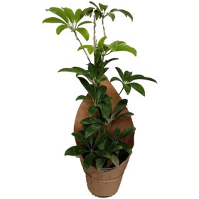 تصویر شفلرا سبز 