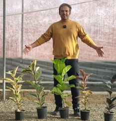 تصویر پک فیکوس بلند 