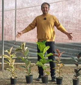 تصویر پک فیکوس بلند 