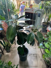 تصویر فیکوس بلک سایز نیم زباله 