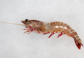 تصویر میگو سره ببری دریایی 