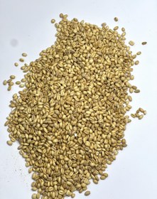 تصویر گندم سنتی برشته 
