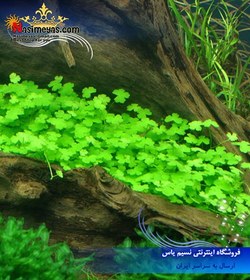 تصویر گیاه هیدروکوتیل تریپارتیتا آکواریوم پلنت کد 642 Aquarium Plant hydrocotyle tripartita