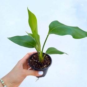 تصویر گیاه استرلیتزیا نیکولای(پرنده بهشتی گل سفید و آبی) (پس کرایه) 