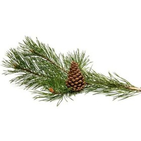 تصویر اسانس طبیعی کاج (Pine Essential Oil) 