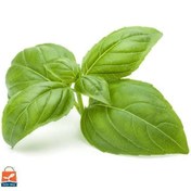 تصویر بذر ریحان سبز ۱ کیلوگرم درجه یک 