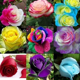تصویر بذر گل رز 11 رنگ میکس 10عددی 