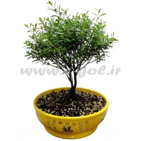 تصویر بن سای سیزیجیوم 