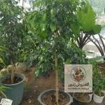 تصویر درختچه بنجامین | کد: ZNB-H6T 