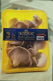 تصویر قارچ صدفی ـ Oyster mushroom 