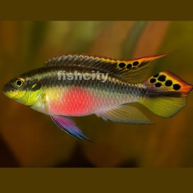 تصویر کریبنسیس 