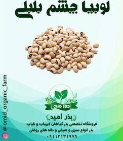 تصویر بذر لوبیا چشم بلبلی 