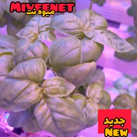 تصویر ریحان ایتالیایی تازه ارگانیک گلخانه ای میوه نت - ۲۰۰گرمی Greenhouse organic fresh Italian basil miveenet