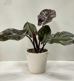 تصویر گلدان فیلدرون بلک 