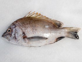 تصویر ماهی صبیتی 