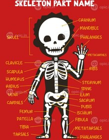تصویر نام وکتور قسمت اسکلت انسان کارتونی زیبا برای بچه ها به زبان انگلیسی 