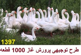 تصویر طرح توجیهی پرورش غاز 