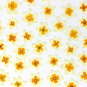 تصویر گل خشک نرگس پرس شده 5 عددی 