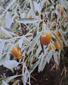 تصویر سنجد - ۵۰ / ۵۰ / ۱۰۰ Oleaster