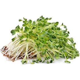 تصویر بذر یونجه سینا ۵۰ گرم 