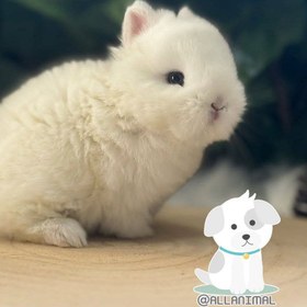 تصویر خرگوش مینیاتوری 