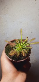 تصویر گیاه حشره خوار دروزرا کپنسیس Derosera capensis