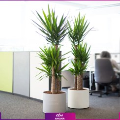 تصویر گلدان فلزی شرکتی همراه با گیاه یوکا تنه درختی سه شاخه (ست 2 تایی + زیره چرخدار) 