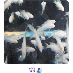 تصویر بریچاردی 3 تا 5 cm 