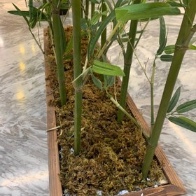 تصویر شاخه بامبو سوپر 